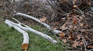 Yard Debris Removal project 5